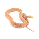 Albino Bullsnake
