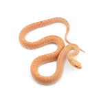 Albino Bullsnake