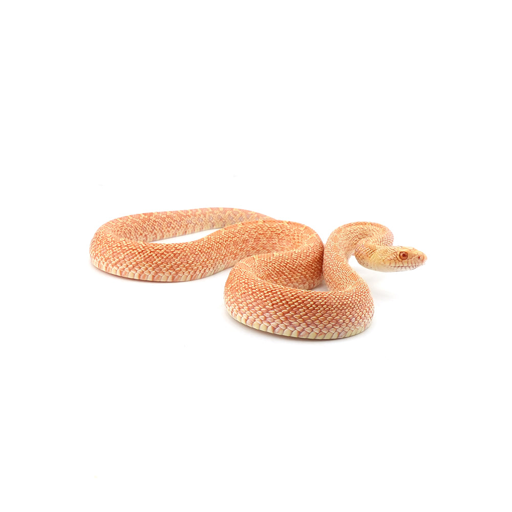 Albino Bullsnake