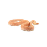 Albino Bullsnake