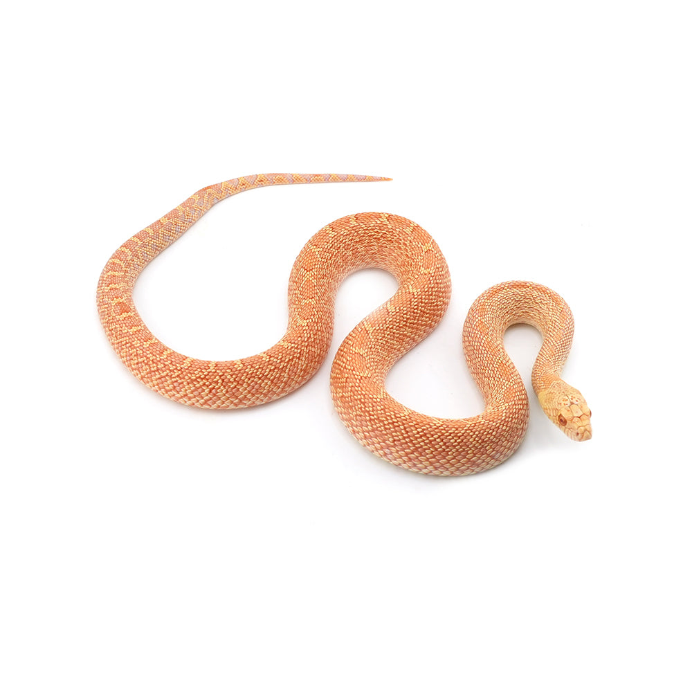 Albino Bullsnake