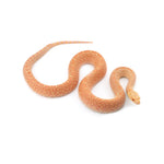 Albino Bullsnake
