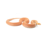 Albino Bullsnake