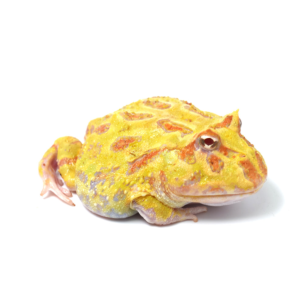 Albino Cranwell's Horned Frog (Pacman)