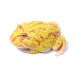 Albino Cranwell's Horned Frog (Pacman)