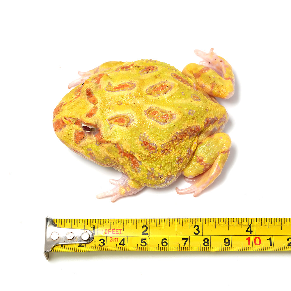 Albino Cranwell's Horned Frog (Pacman)
