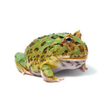 Mint Green Cranwell's Horned Frog (Pacman)