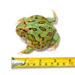 Mint Green Cranwell's Horned Frog (Pacman)