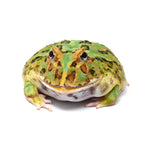 Mint Green Cranwell's Horned Frog (Pacman)