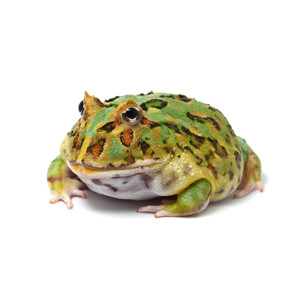 Mint Green Cranwell's Horned Frog (Pacman)
