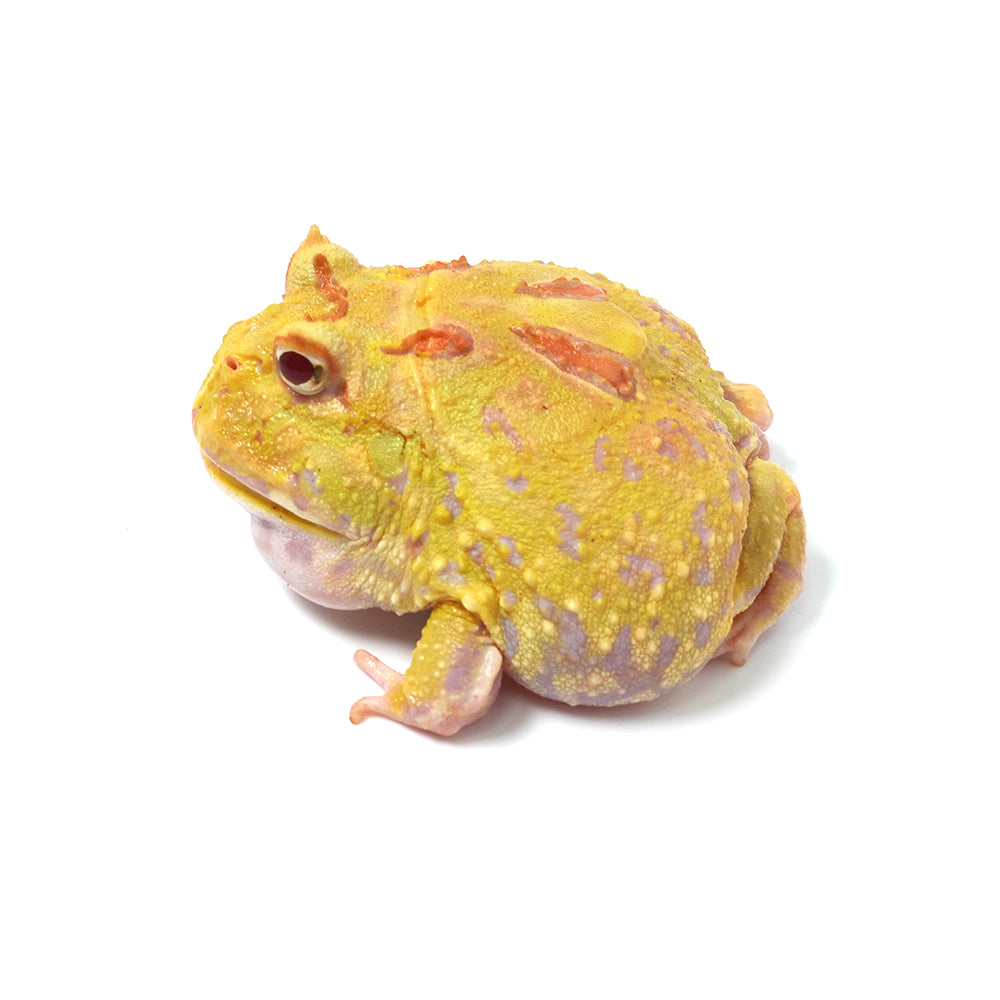 Albino Cranwell's Horned Frog (Pacman)