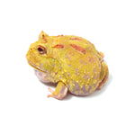 Albino Cranwell's Horned Frog (Pacman)