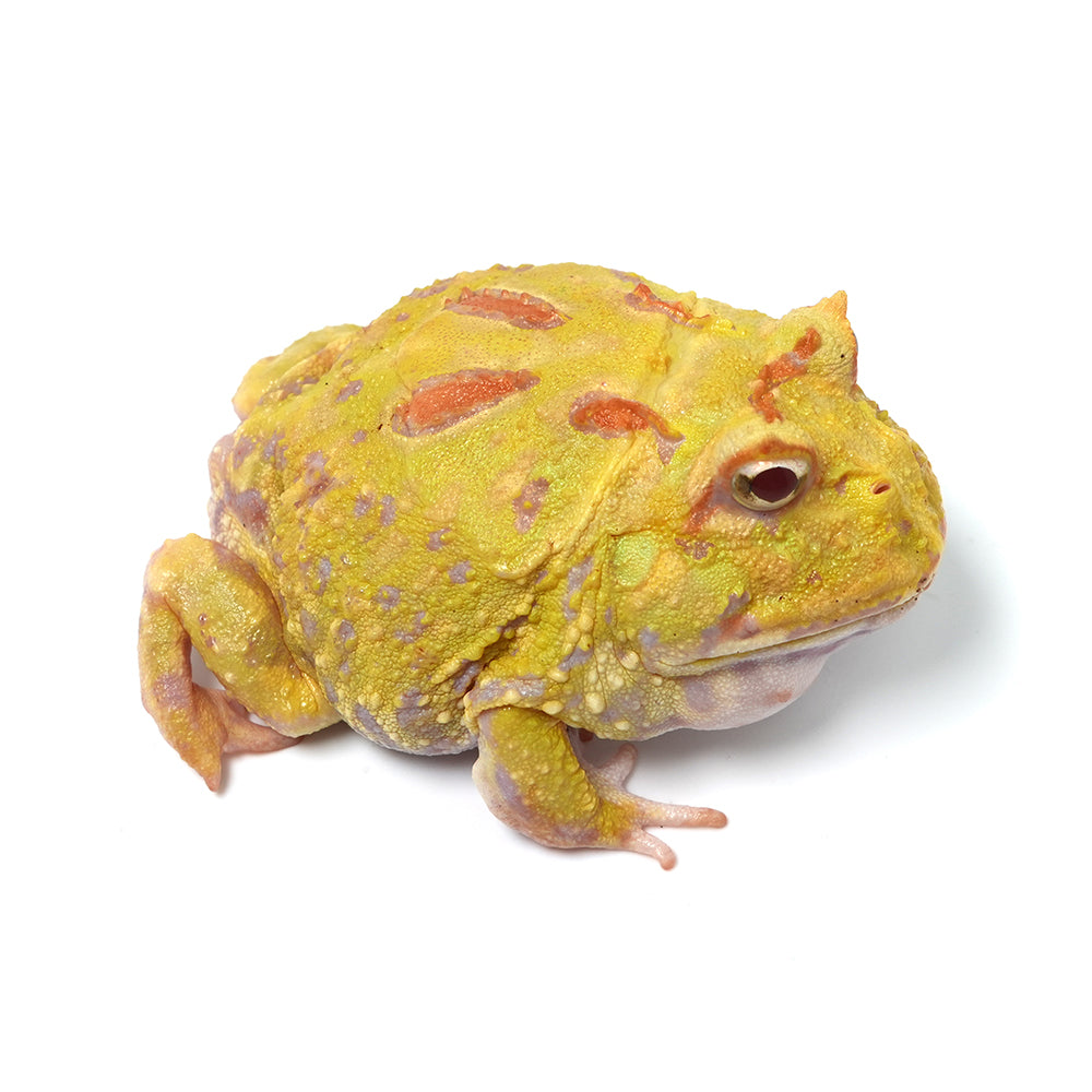 Albino Cranwell's Horned Frog (Pacman)