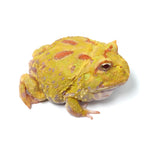 Albino Cranwell's Horned Frog (Pacman)