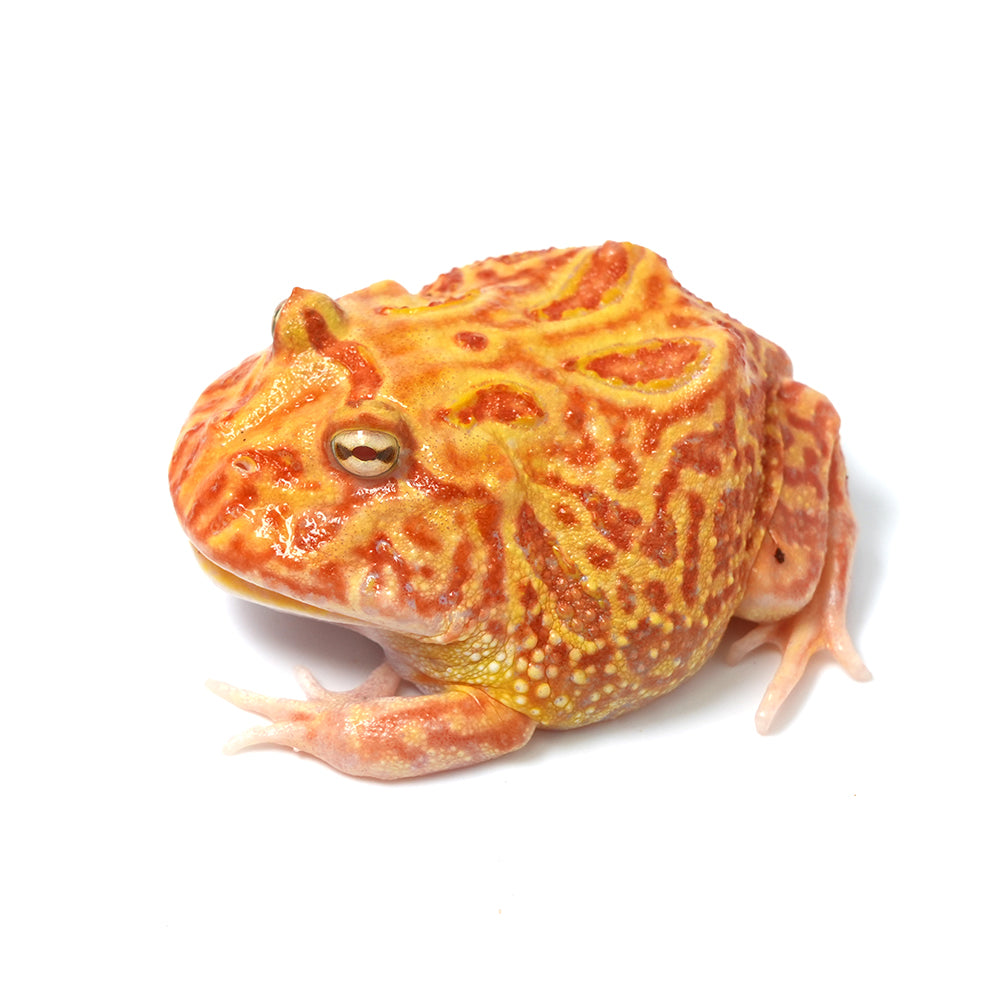 Strawberry Cranwell's Horned Frog (Pacman)