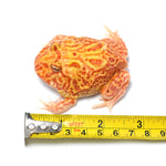 Strawberry Cranwell's Horned Frog (Pacman)