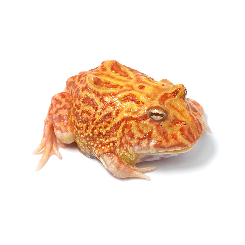 Strawberry Cranwell's Horned Frog (Pacman)