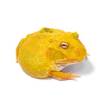 Albino Cranwell's Horned Frog (Pacman)