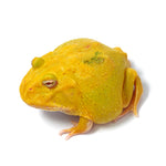 Albino Cranwell's Horned Frog (Pacman)