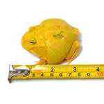 Albino Cranwell's Horned Frog (Pacman)
