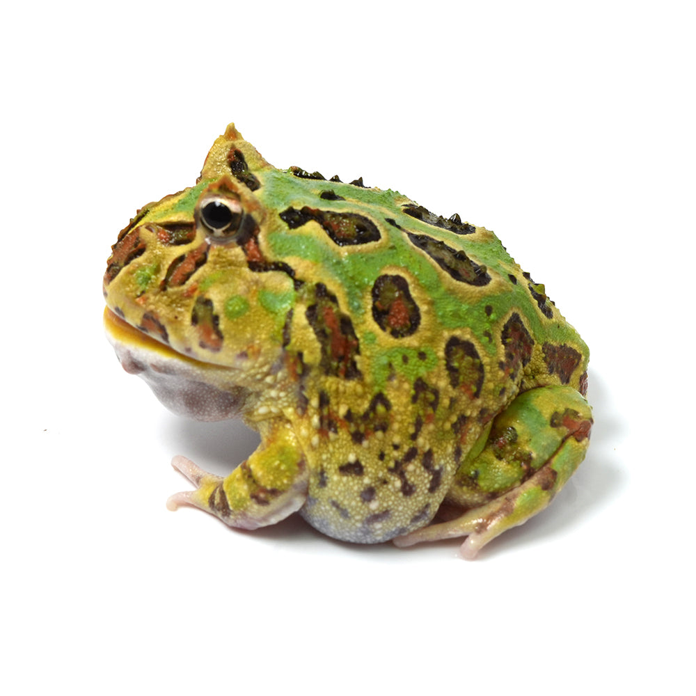Mint Green Cranwell's Horned Frog (Pacman)