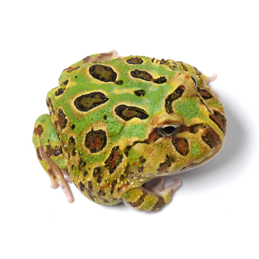 Mint Green Cranwell's Horned Frog (Pacman)