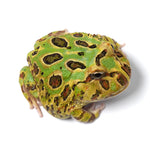 Mint Green Cranwell's Horned Frog (Pacman)
