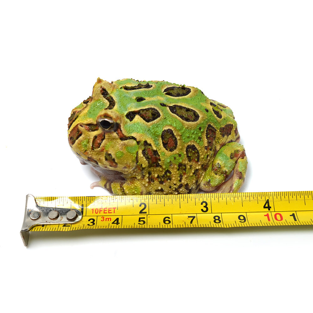 Mint Green Cranwell's Horned Frog (Pacman)