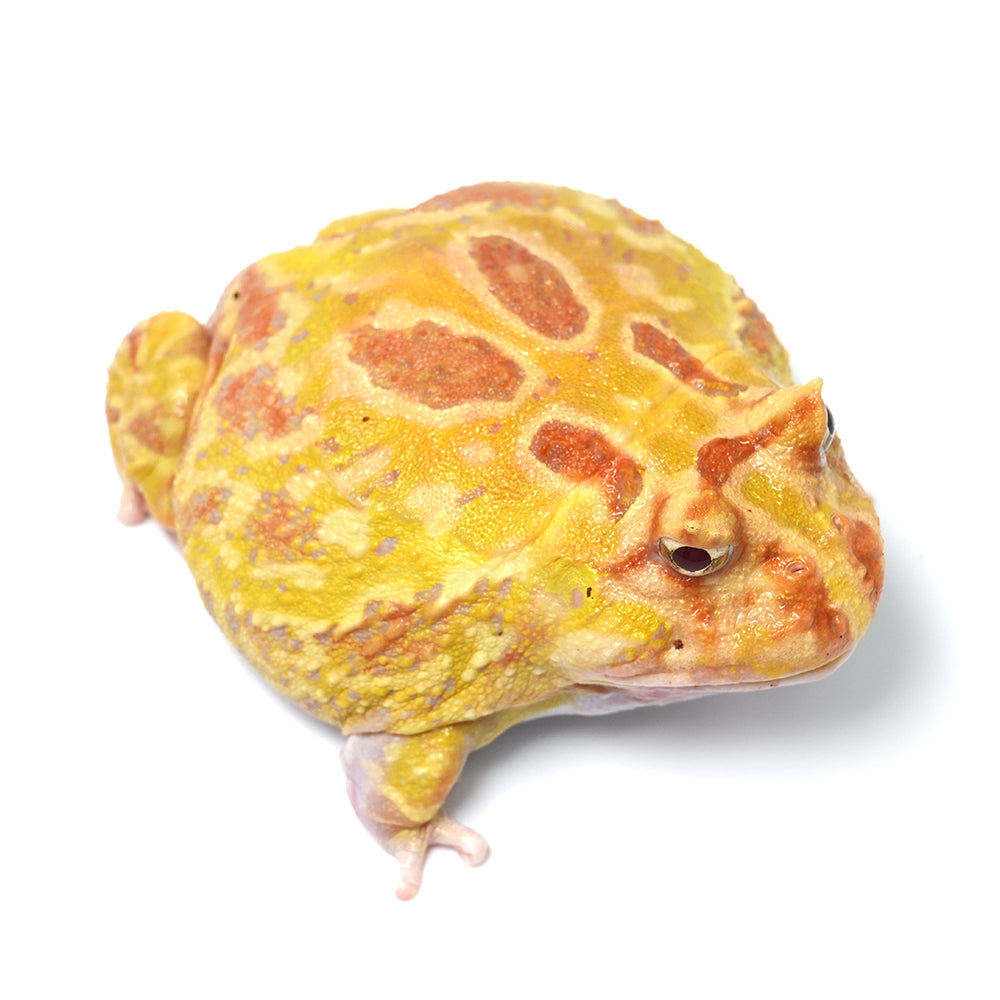 Albino Cranwell's Horned Frog (Pacman)