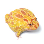 Albino Cranwell's Horned Frog (Pacman)