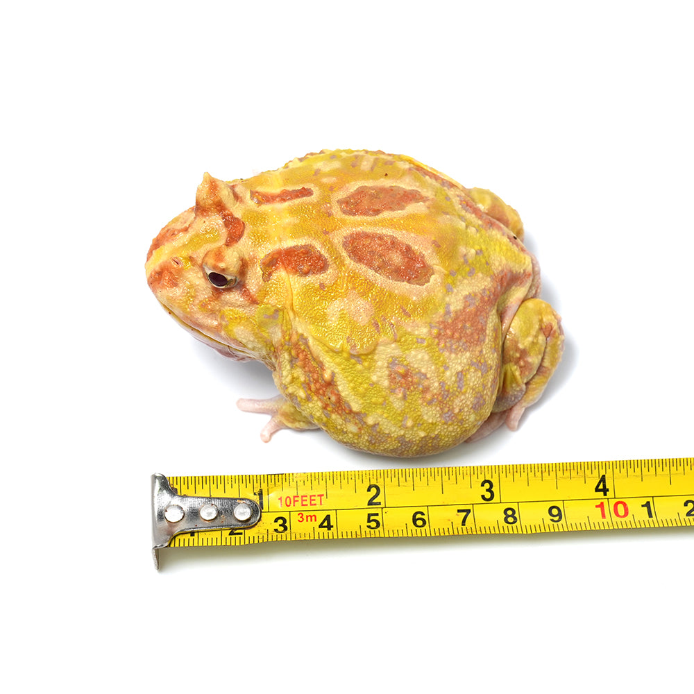 Albino Cranwell's Horned Frog (Pacman)