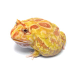 Albino Cranwell's Horned Frog (Pacman)
