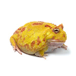 Albino Cranwell's Horned Frog (Pacman)