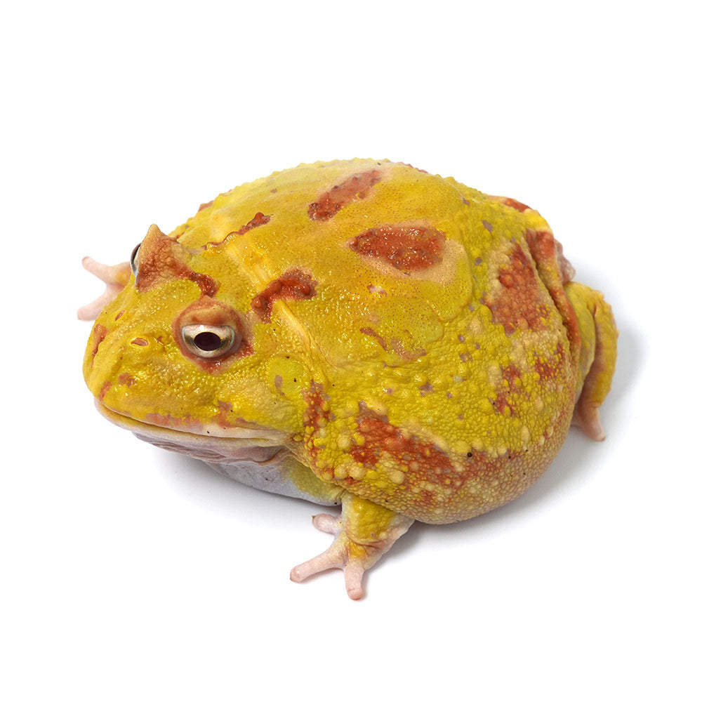 Albino Cranwell's Horned Frog (Pacman)