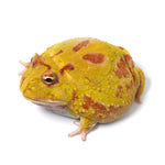 Albino Cranwell's Horned Frog (Pacman)