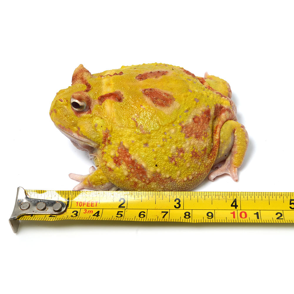 Albino Cranwell's Horned Frog (Pacman)