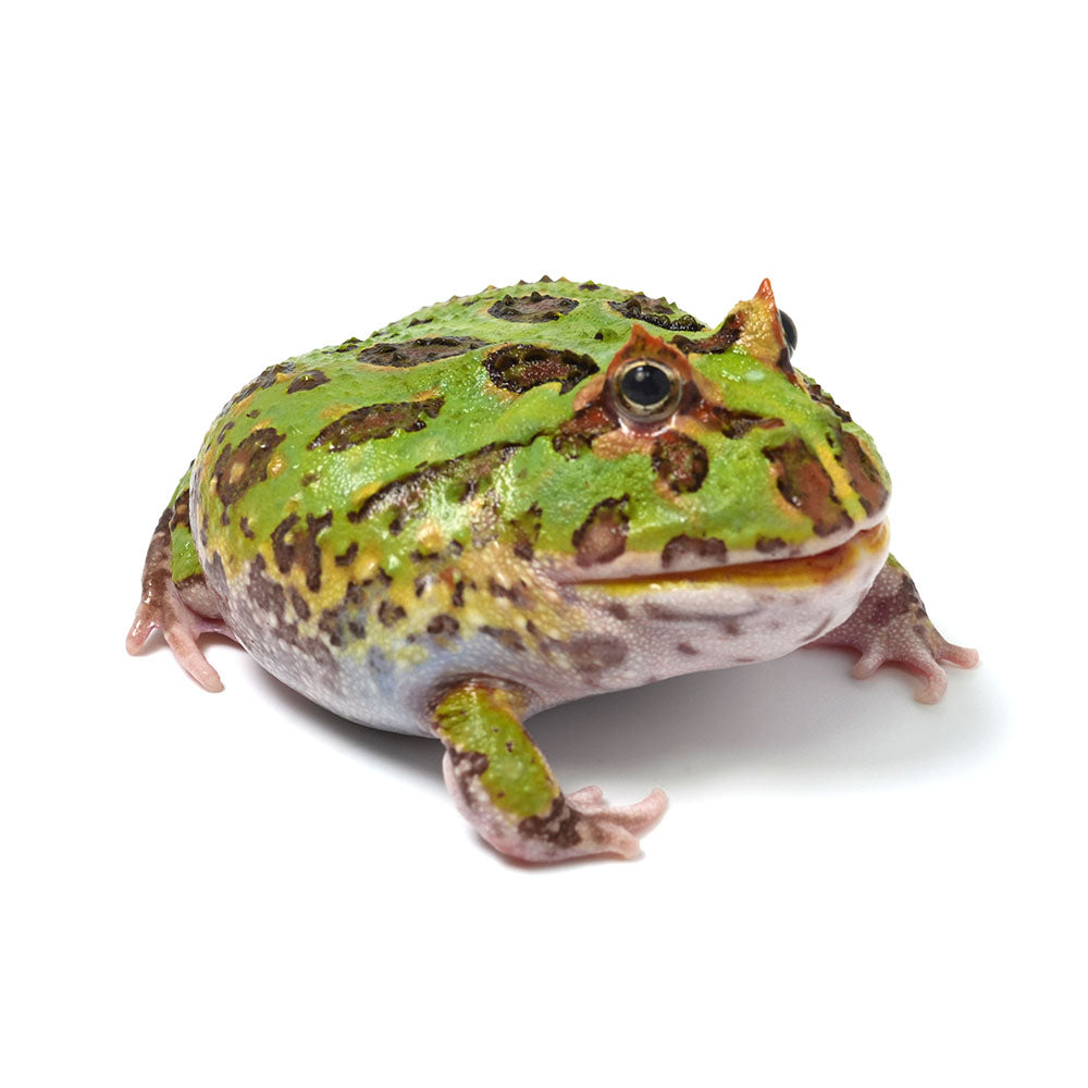 Green Cranwell's Horned Frog (Pacman)
