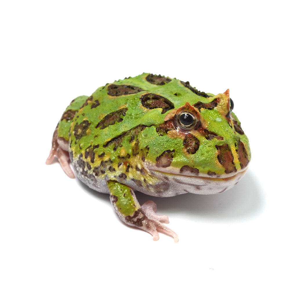 Green Cranwell's Horned Frog (Pacman)
