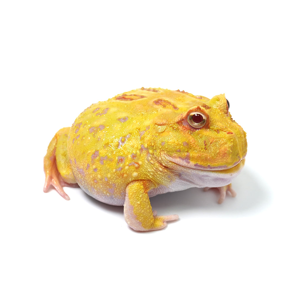 Albino Cranwell's Horned Frog (Pacman)