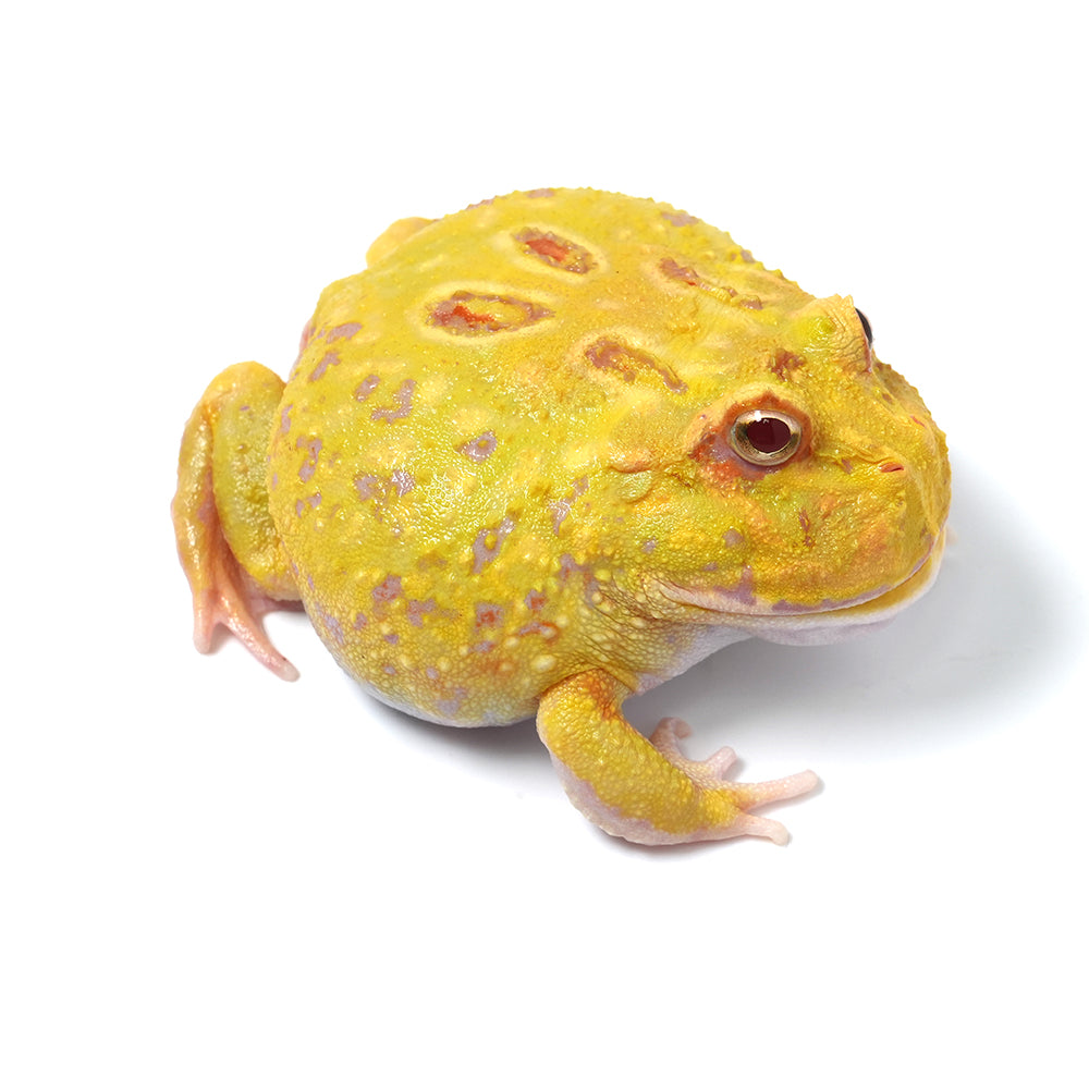 Albino Cranwell's Horned Frog (Pacman)