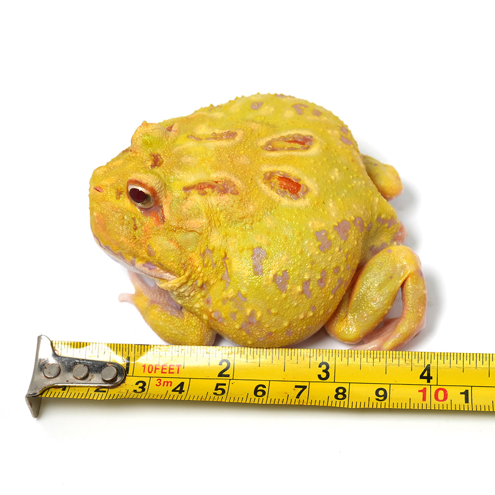 Albino Cranwell's Horned Frog (Pacman)