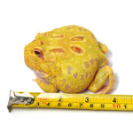 Albino Cranwell's Horned Frog (Pacman)