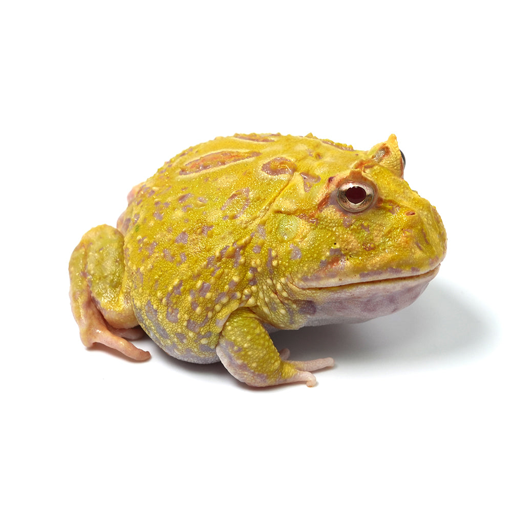 Albino Cranwell's Horned Frog (Pacman)