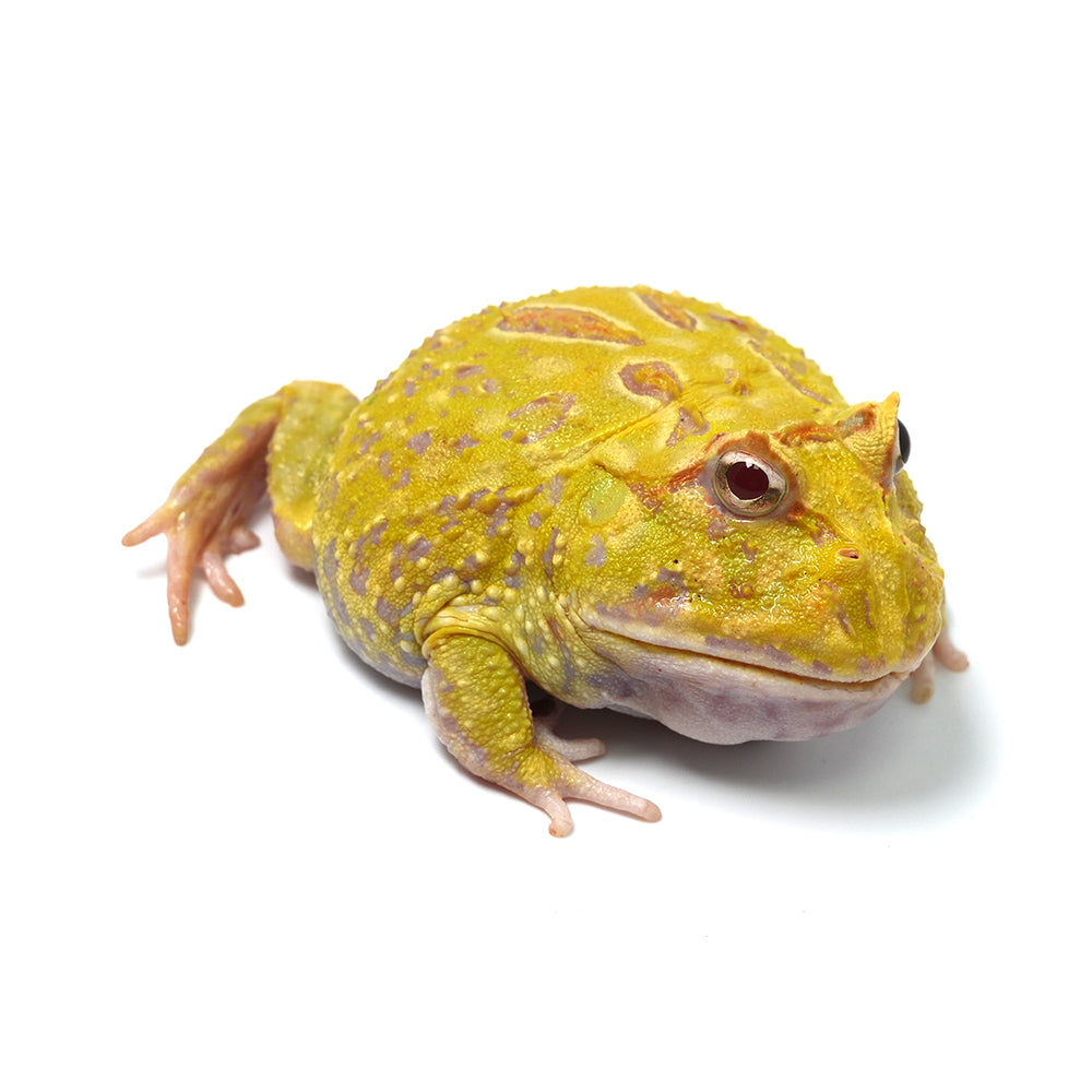 Albino Cranwell's Horned Frog (Pacman)