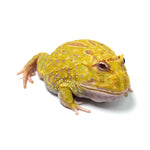 Albino Cranwell's Horned Frog (Pacman)