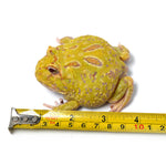 Albino Cranwell's Horned Frog (Pacman)
