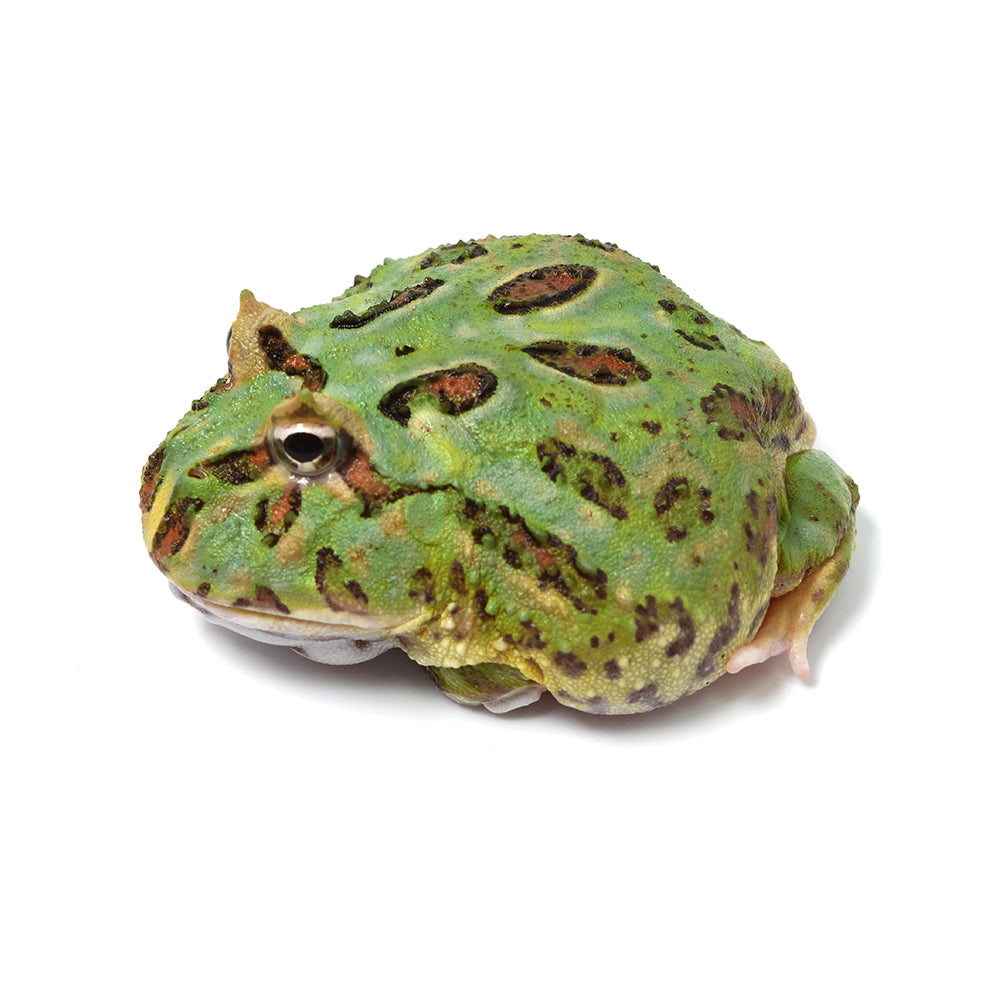 Green Cranwell's Horned Frog (Pacman)