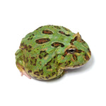 Green Cranwell's Horned Frog (Pacman)