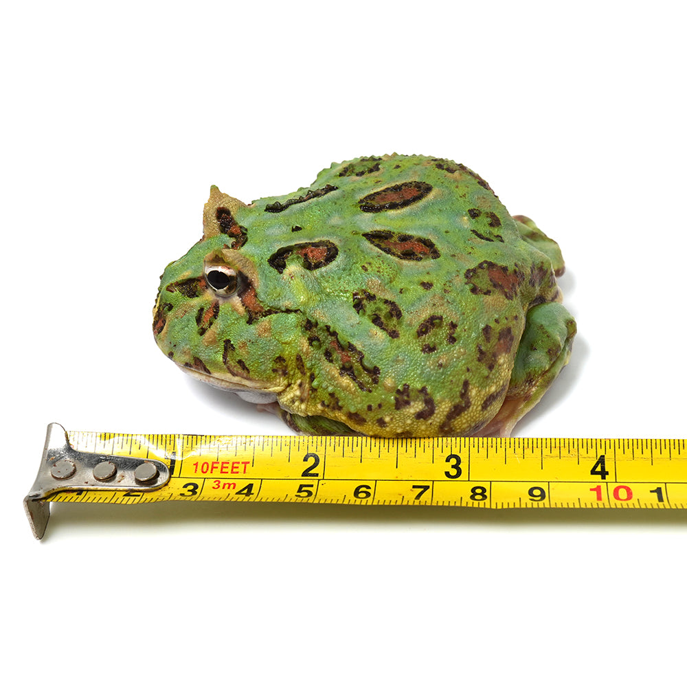 Green Cranwell's Horned Frog (Pacman)