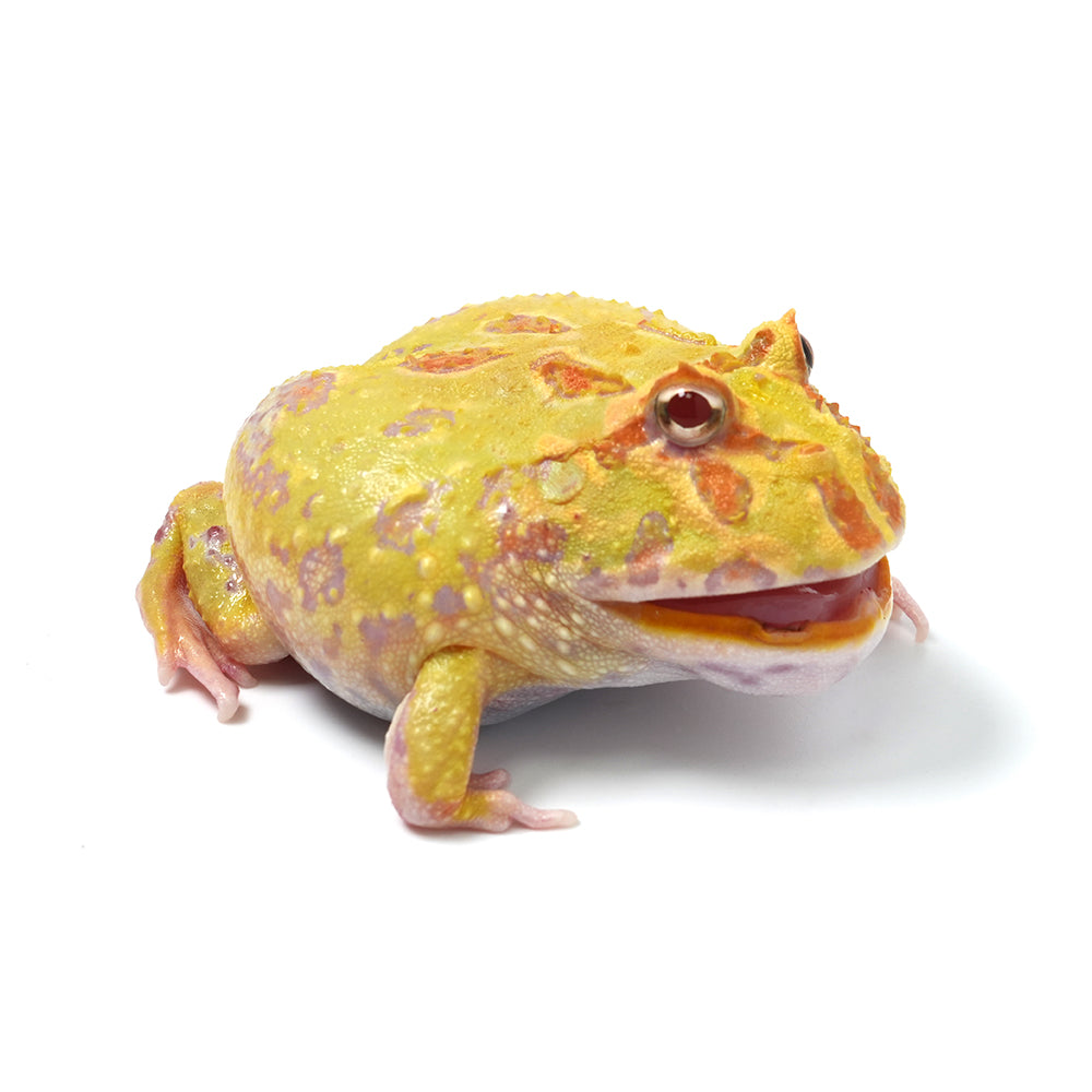 Albino Cranwell's Horned Frog (Pacman)